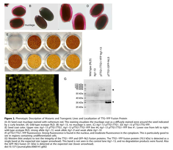 Two-Dimensional Patterning by a Trapping/Depletion Mechanism: The Role of  TTG1 and GL3 in Arabidopsis Trichome Formation