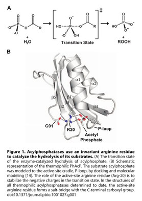 Data-processing statistics for P. horikoshii acylphos- phatase