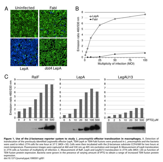 Chemical genetics reveals bacterial and host cell functions