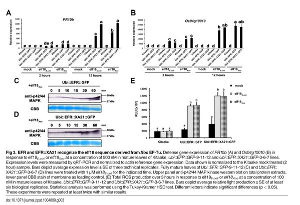 Gale Academic Onefile Document Transgenic Expression Of The