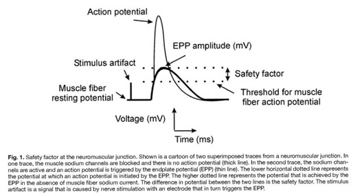 The Control Of Neuromuscular Transmission In Health And Disease Document Gale Academic Onefile