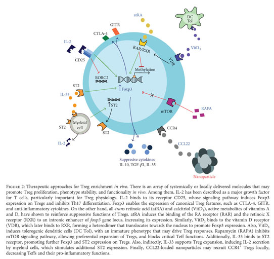 Gale Academic Onefile Document Regulatory T Lymphocytes In Periodontitis A Translational View