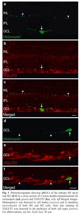 Vesicular glutamate transporter 2 (VGLUT2) is co-stored with PACAP in  projections from the rat melanopsin-containing retinal ganglion cells