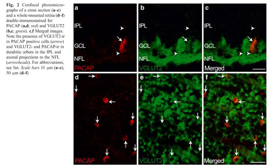 Vesicular glutamate transporter 2 (VGLUT2) is co-stored with PACAP in  projections from the rat melanopsin-containing retinal ganglion cells