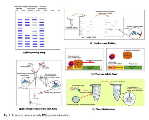 EMSA and Single-Molecule Force Spectroscopy Study of Interactions between  Bacillus subtilis Single-Stranded DNA-Binding Protein and Single-Stranded  DNA