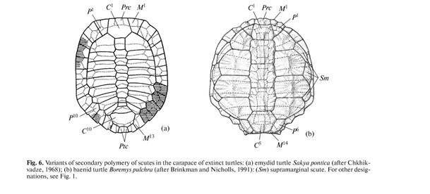 General structural pattern of pholidosis of the turtle shell and