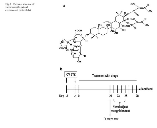 Xanthoceraside attenuates tau hyperphosphorylation and cognitive 