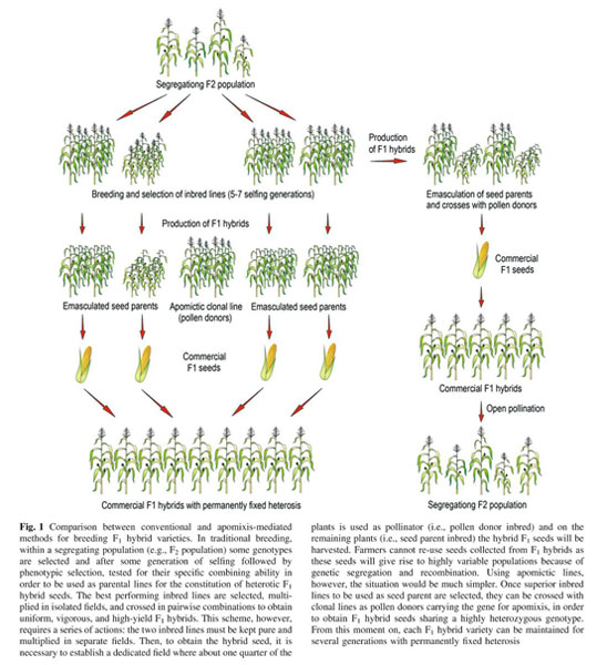Apomixis in plant reproduction: a novel perspective on an old dilemma -  Document - Gale Academic OneFile