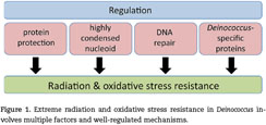 Oxidative Stress Resistance in Deinococcus radiodurans