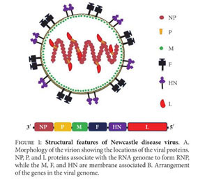 Get Newcastle Disease Virus Structure Images