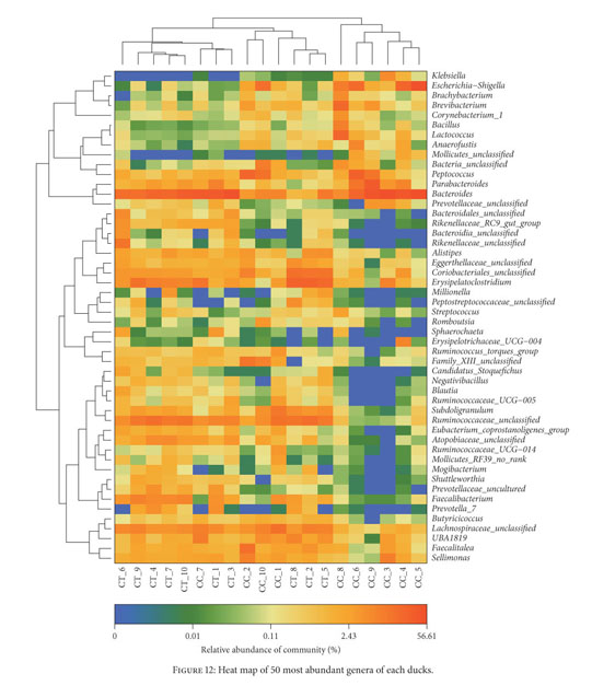 Comparison of the Intestinal Microbial Community in Ducks Reared 