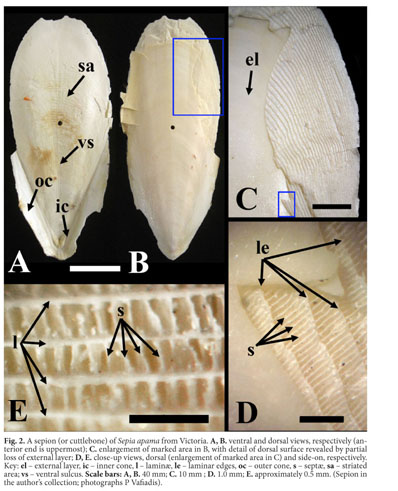 The giant cuttlefish Sepia apama Gray, 1849 (Cephalopoda: Sepiidae)--an  intertidal record of a molluscan marvel - Document - Gale Academic OneFile