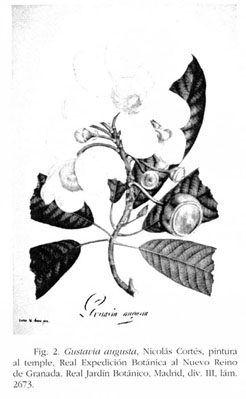 470 ideas de Láminas de botánica  botanica, ilustraciones botanicas,  ilustración de botánica
