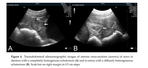 Principles And Clinical Uses Of Real Time Ultrasonography In Female Swine Reproduction Document Gale Academic Onefile