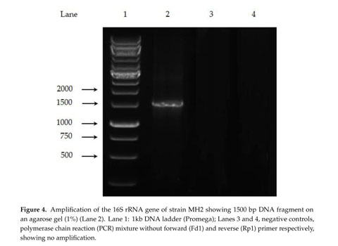 Isolation and Characterization of a Novel Bacterium from the 