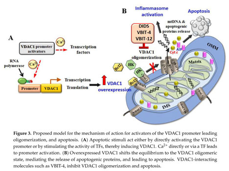 VDAC1 at the Intersection of Cell Metabolism, Apoptosis, and 