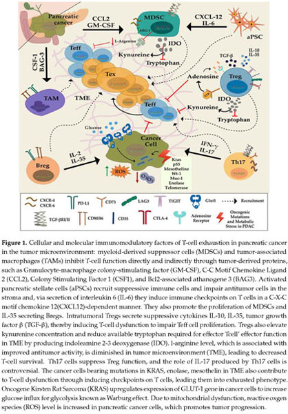 Mechanisms Of T Cell Exhaustion In Pancreatic Cancer Document Gale Onefile Health And Medicine
