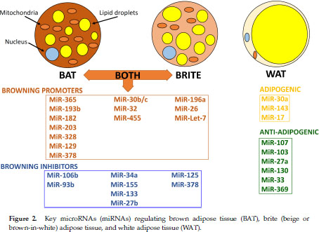 miRNAs involved in brown and beige fat development and function.