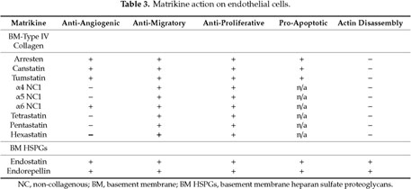 Endothelial Basement Membrane Components and Their Products 