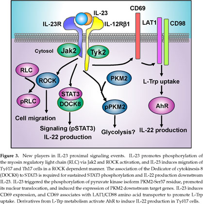 Decoding Il 23 Signaling Cascade For New Therapeutic Opportunities Document Gale Academic Onefile