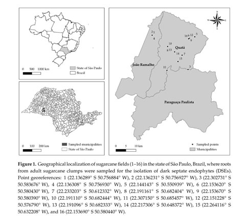 Dark Septate Endophytic Fungi Associated With Sugarcane Plants Cultivated In Sao Paulo Brazil Document Gale Academic Onefile