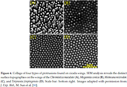 Natural Architectures for Tissue Engineering and Regenerative