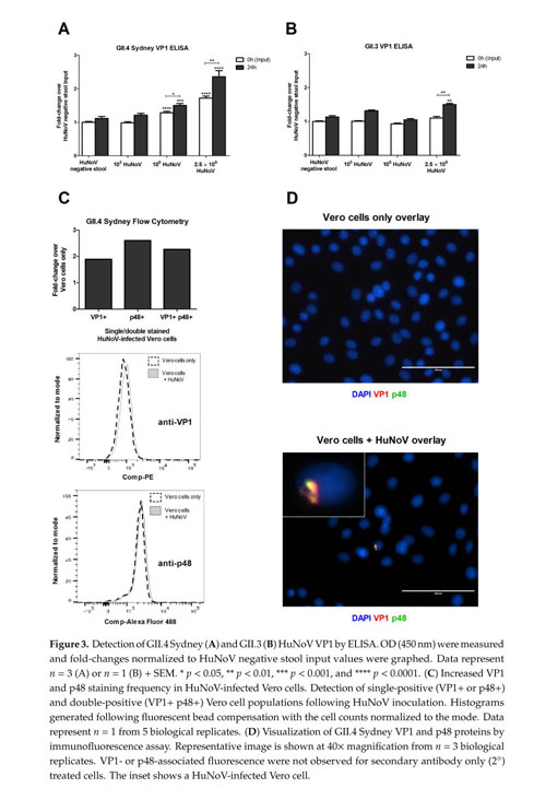 Vero Cells As A Mammalian Cell Substrate For Human Norovirus Document Gale Academic Onefile