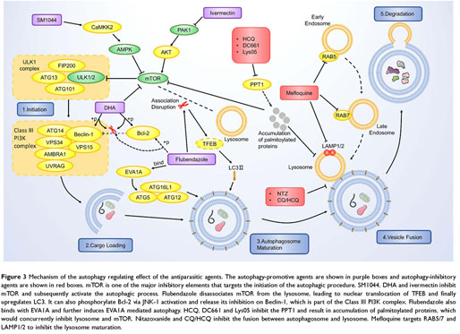 Progress In Redirecting Antiparasitic Drugs For Cancer Treatment Document Gale Onefile Health And Medicine