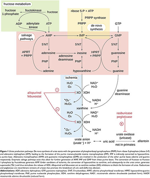 Plamsa 5=-AMP (pAMP) and uric acid (UA) elevated in type 2 diabetic