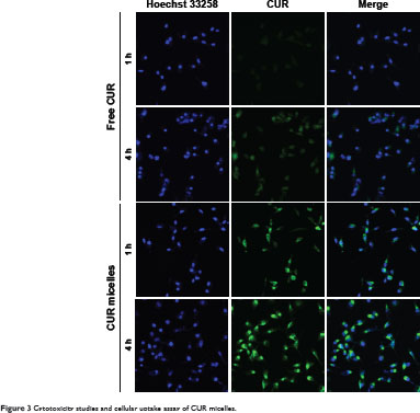 Delivery Of Curcumin By Directed Self Assembled Micelles Enhances