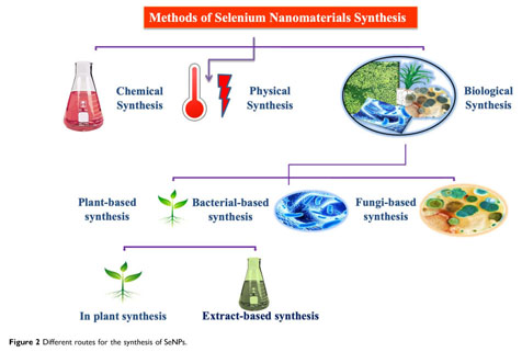 Full article: Biomedical Potential of Plant-Based Selenium Nanoparticles: A  Comprehensive Review on Therapeutic and Mechanistic Aspects