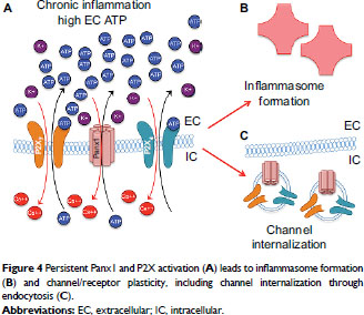 Endothelial pannexin 1 channels control inflammation by regulating