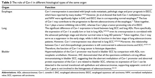 The different functions and clinical significances of caveolin-1 in human  adenocarcinoma and squamous cell carcinoma - Document - Gale OneFile:  Health and Medicine