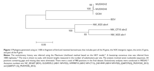 Avian Bornavirus (ABV) Research and Testing Services - Schubot Center for  Avian Health