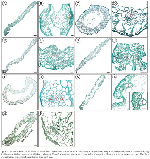 Neighbor-net analysis of Pedicularis section Cyathophora using nrITS