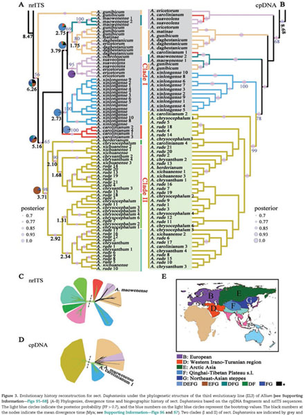 Neighbor-net analysis of Pedicularis section Cyathophora using nrITS