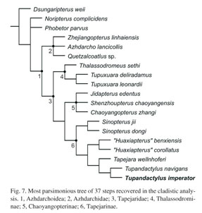 A single most parsimonious tree of the Pterodactyloidea recovered using