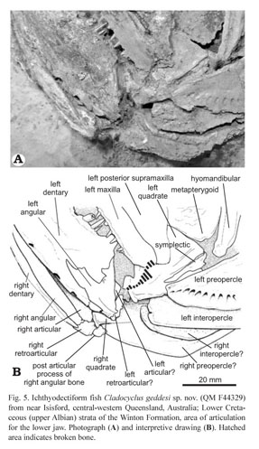 The first record of the ichthyodectiform fish Cladocyclus from eastern  Gondwana: a new species from the lower cretaceous of Queensland, Australia  - Document - Gale Academic OneFile