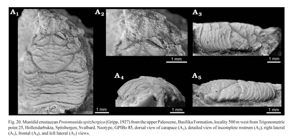 A Late Paleocene Fauna From Shallow Water Chemosynthesis Based Ecosystems Spitsbergen Svalbard Document Gale Academic Onefile