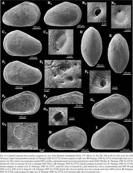 Sieve Type Normal Pore Canals In Jurassic Ostracods A Review With Description Of A New Genus Document Gale Academic Onefile