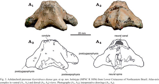 Species New to Science: [Paleontology • 2019] Keresdrakon vilsoni • A New  Toothless Pterosaur (Pterodactyloidea) from Southern Brazil with Insights  Into the Paleoecology of A Cretaceous Desert