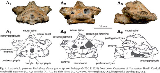 Simplified phylogenetic proposal of the Pterodactyloidea ingroup