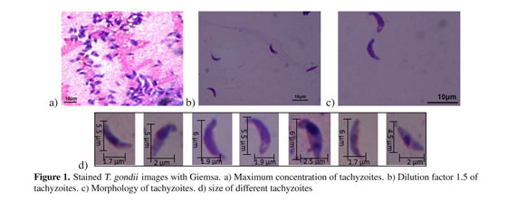 toxoplasma gondii tachyzoites