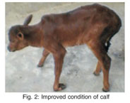 Weak Calf Syndrome Is a Herd Problem, Lifestyles