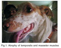 what causes masticatory muscle myositis in dogs
