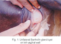 Figure 2 from Unilateral bartholin gland cyst in a pregnant heifer