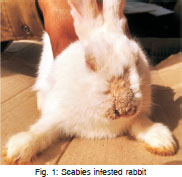 sarcoptic mange in rabbits