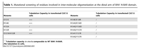 Mutations In Bin1 Associated With Centronuclear Myopathy Disrupt Membrane Remodeling By Affecting Protein Density And Oligomerization Document Gale Academic Onefile