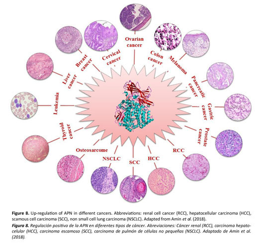 Deep-Water Alaska Sponge Has Molecules That Selectively Target And Kill  Pancreatic Tumor Cells