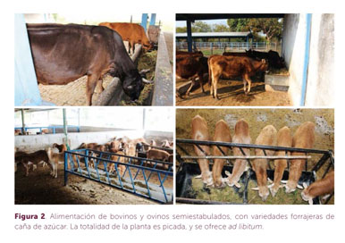 Melaza de Caña 2,5KG. Para alimentación de ganado vacuno y ovino